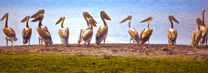 Pelican row by water